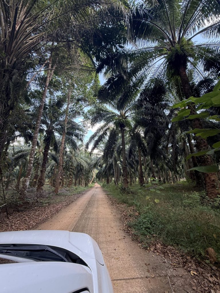 Sandweg durch eine Palmenplantage bei Krabi, Mietwagen im Vordergrund