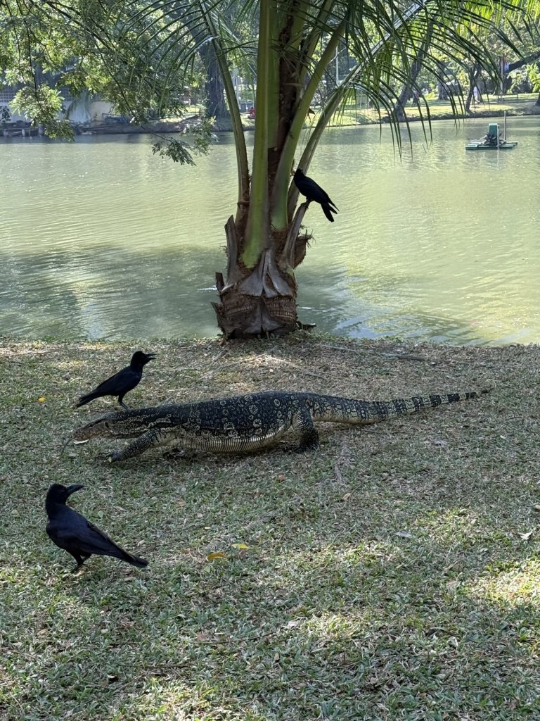 Großer Bindenwaran auf der Wiese am See, daneben Krähen