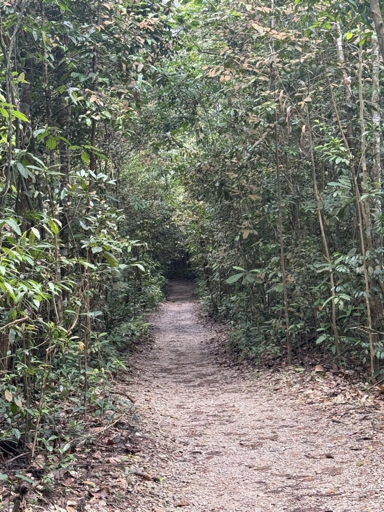 Schmaler Waldweg zwischen Bambus und Regenwaldbäumen in Singapur