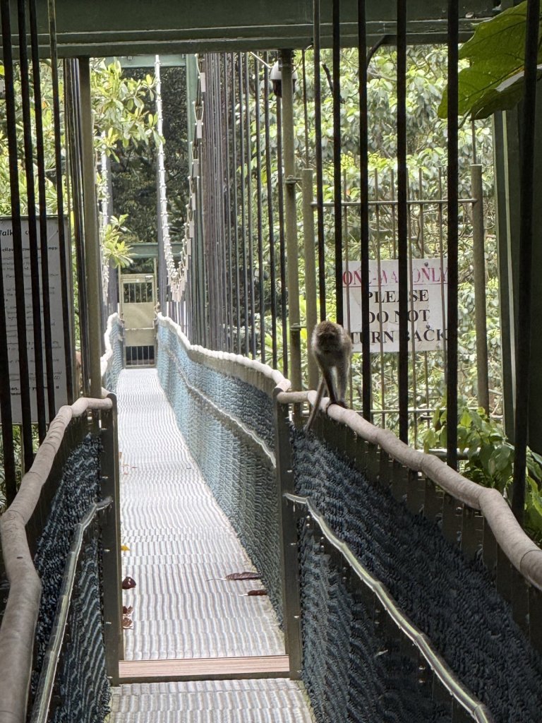 Schmale Hängebrücke aus Metall im Regenwald von Singapur, ein Affe sitzt am Geländer