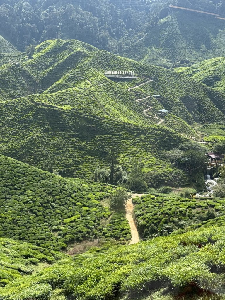 Steile Hügel voller grüner Teesträucher mit dem Schriftzug Cameron Valley Tea
