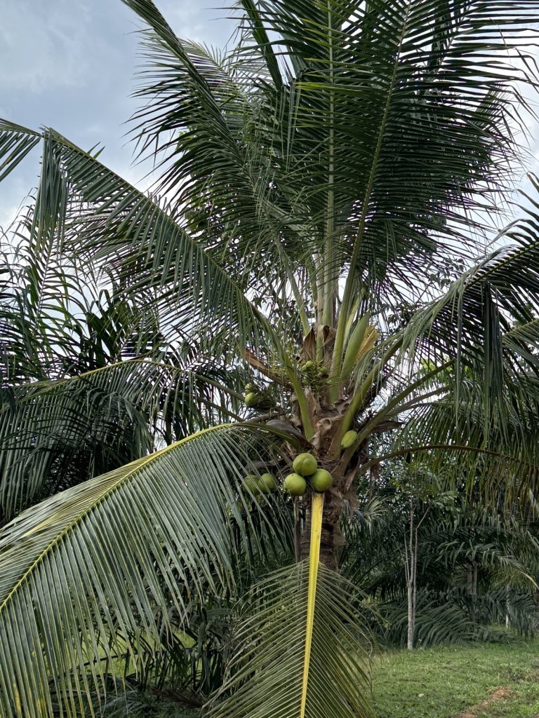 Kokospalme mit grünen Kokosnüssen vor Rasen und Wolken