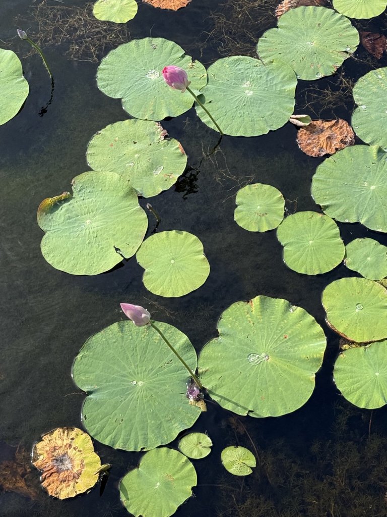 Seerosenblätter mit Lotusknospen im Süßwassersumpf