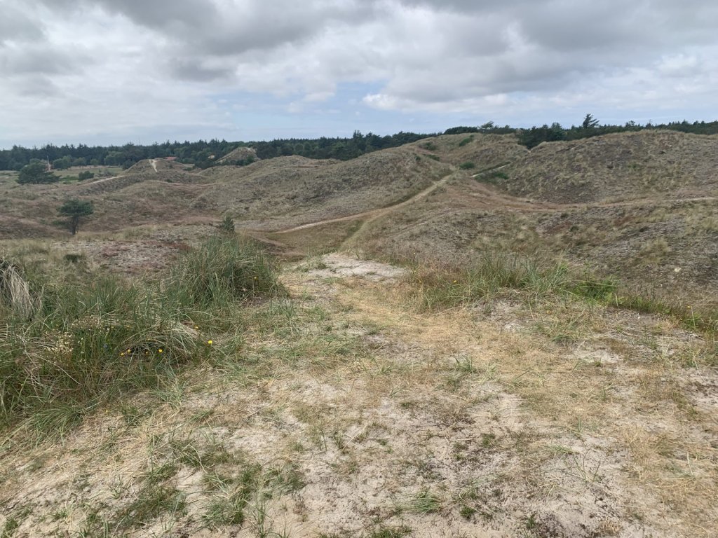 Sandige Dünenlandschaft mit Gras und Wegen an der dänischen Nordsee