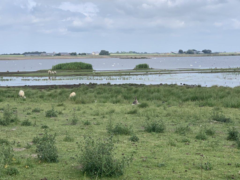 Marschland mit Schafen und Wattenmeer an der Nordseeküste