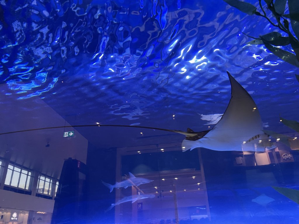 Großer Rochen schwimmt im blau beleuchteten Aquarium