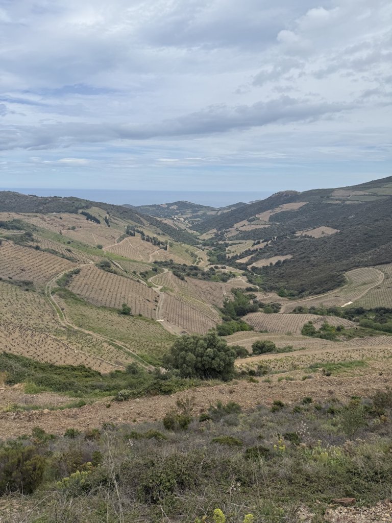 Hügelige Landschaft mit Weinbergen und Meer am Horizont