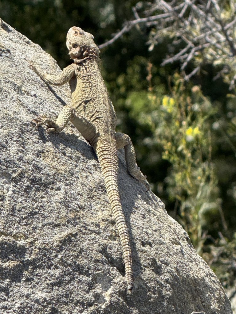 Große Eidechse sitzt auf einem Felsen bei Uplisziche