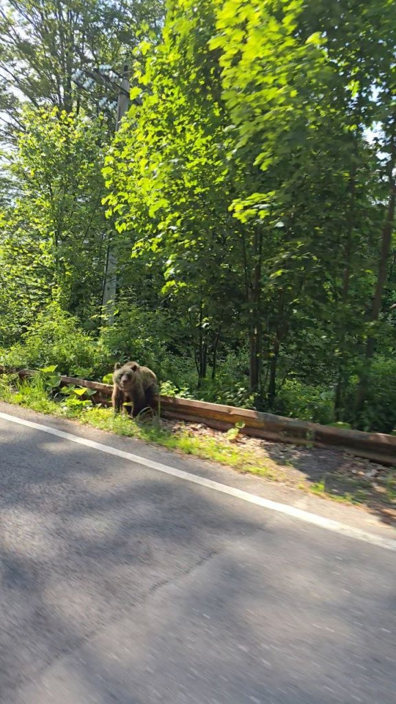 Bär sitzt auf einer Leitplanke am Waldrand neben der Straße