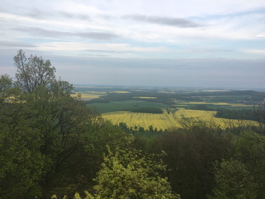 Blick vom Turm über blühende Rapsfelder und Wald in Niederschlesien