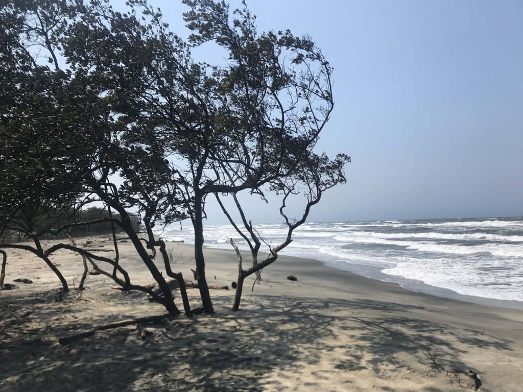 Windgebeugte Bäume an einem Sandstrand mit Brandung