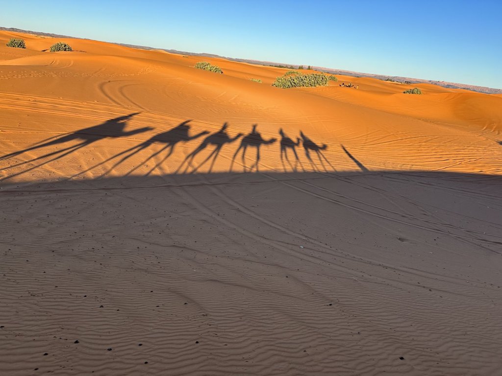 Lange Schatten von Kamelen auf den Dünen des Erg Chebbi