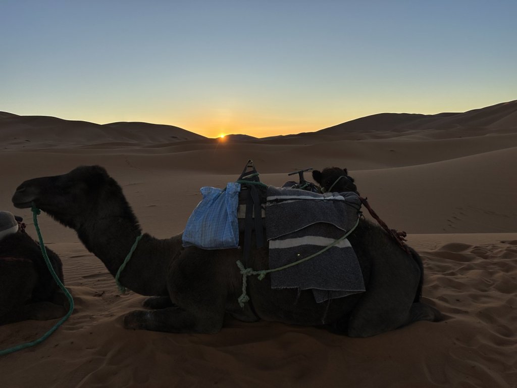 Kamel liegt im Sand der Dünen von Erg Chebbi bei Sonnenuntergang