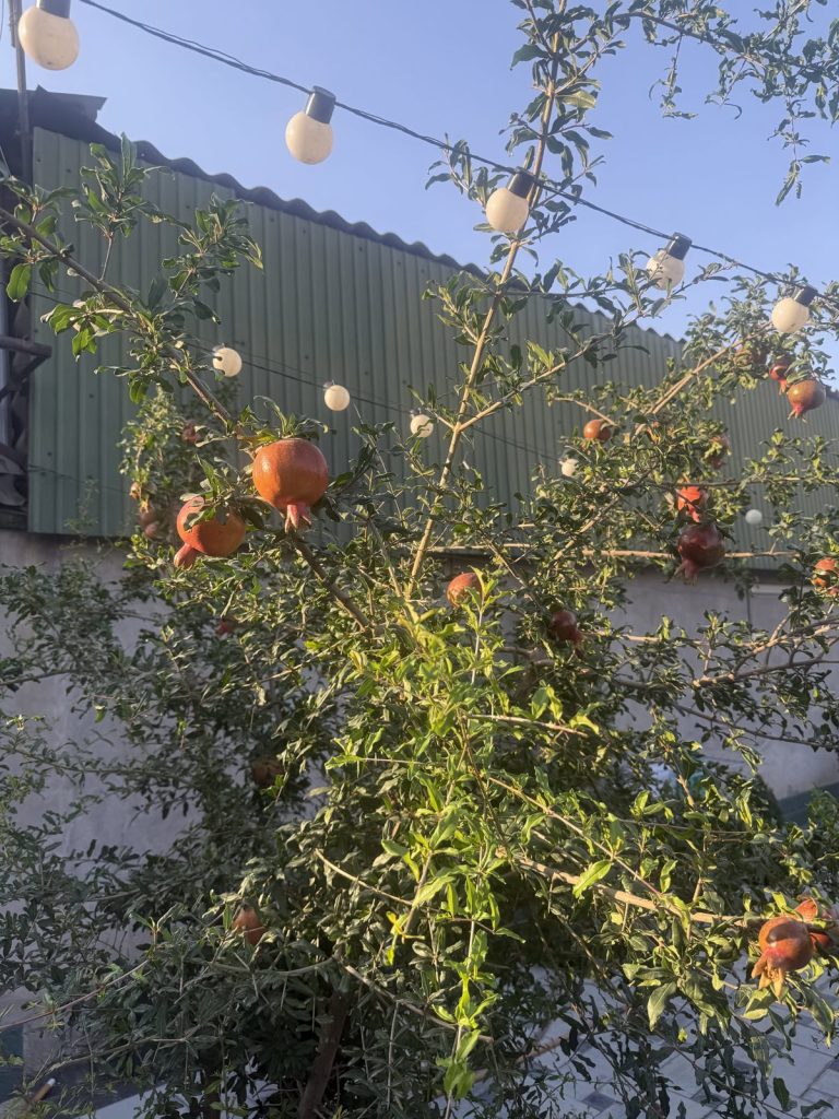 Granatapfelbaum in Osch