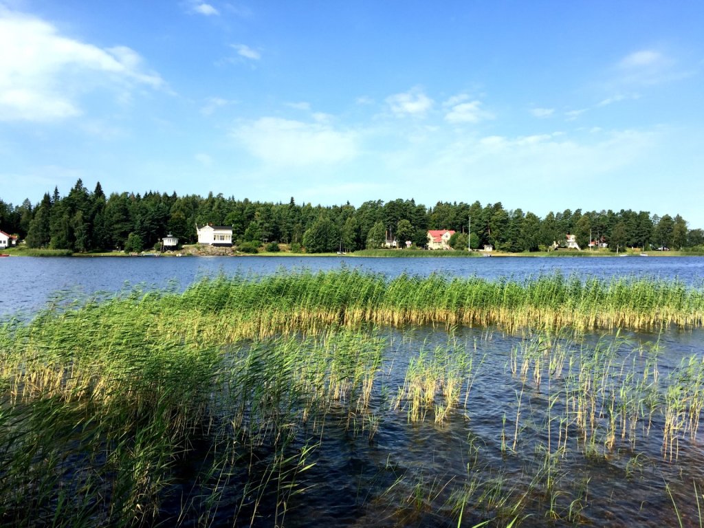 Schilf am Ufer eines Sees mit Wald und roten Häusern