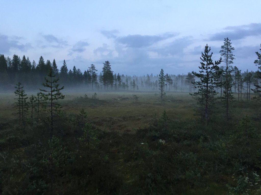 Nebelschwaden über einem Moor mit vereinzelten Kiefern