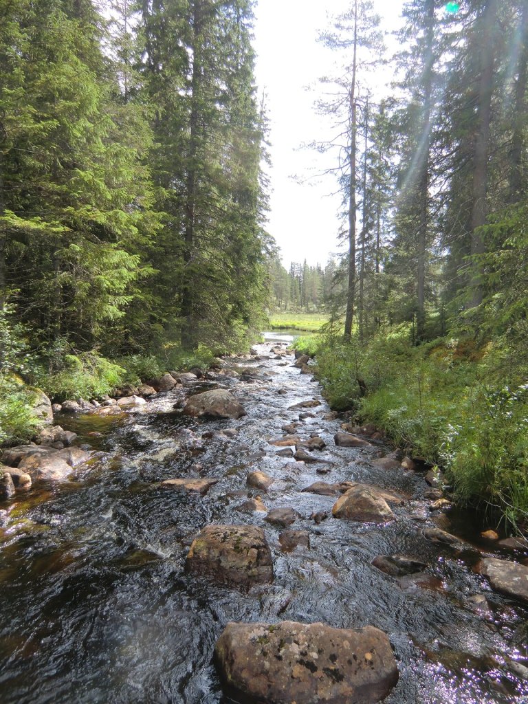 Steiniger Bach zwischen Fichten