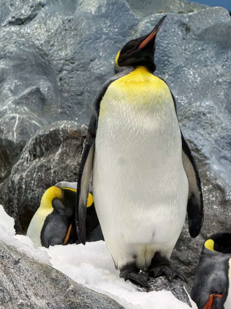 Königspinguin mit gelben Ohrflecken auf Felsen im Loro Parque
