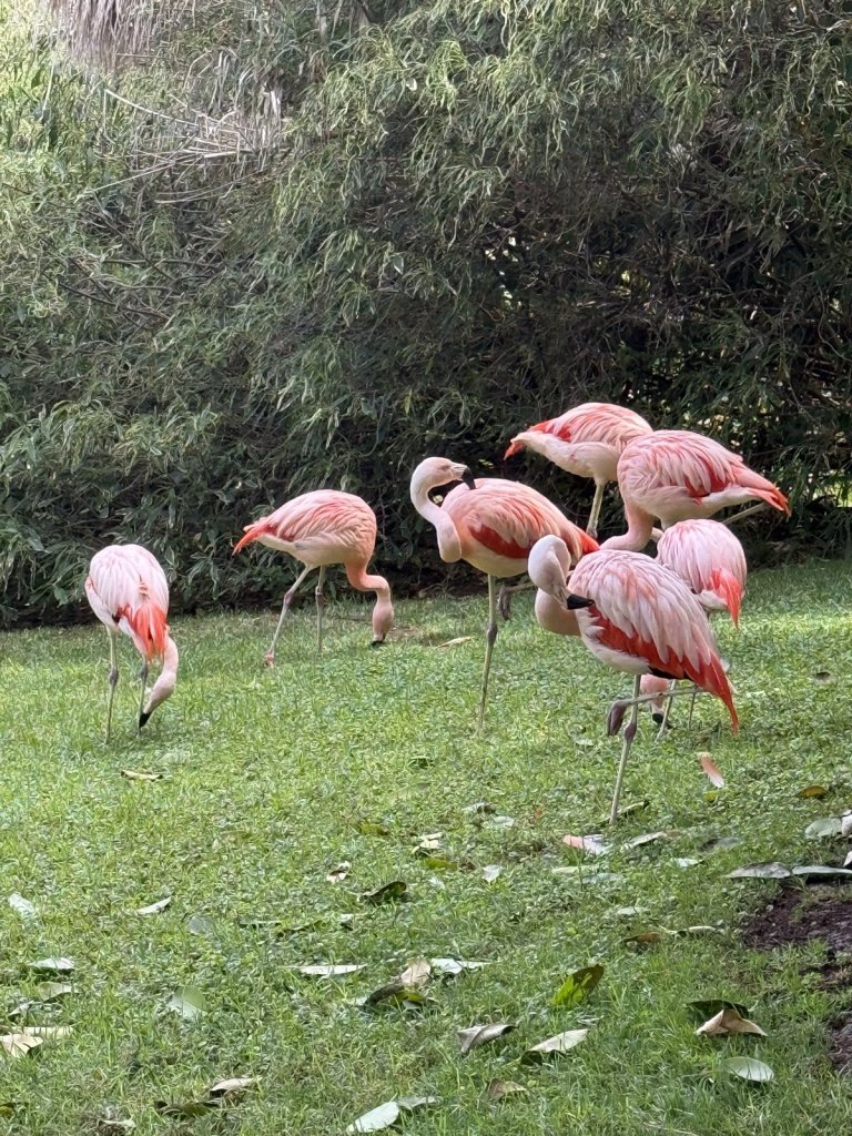 Rosa Flamingos auf einer Wiese
