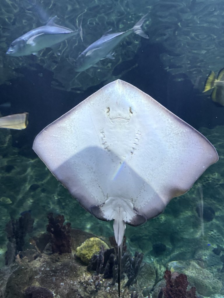 Rochen schwimmt in einem Becken des Loro Parque