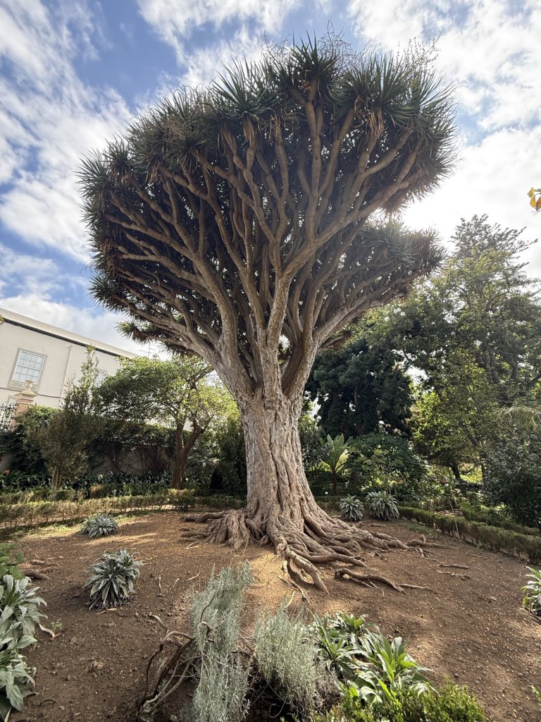 Drachenbaum mit schirmartiger Krone im Botanischen Garten von Puerto de la Cruz