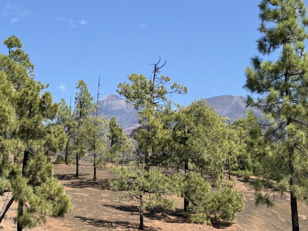 Kanarische Kiefern vor dem Gipfel des Teide