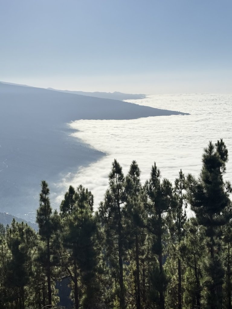 Blick über ein Wolkenmeer an der Küste mit Kiefern im Vordergrund