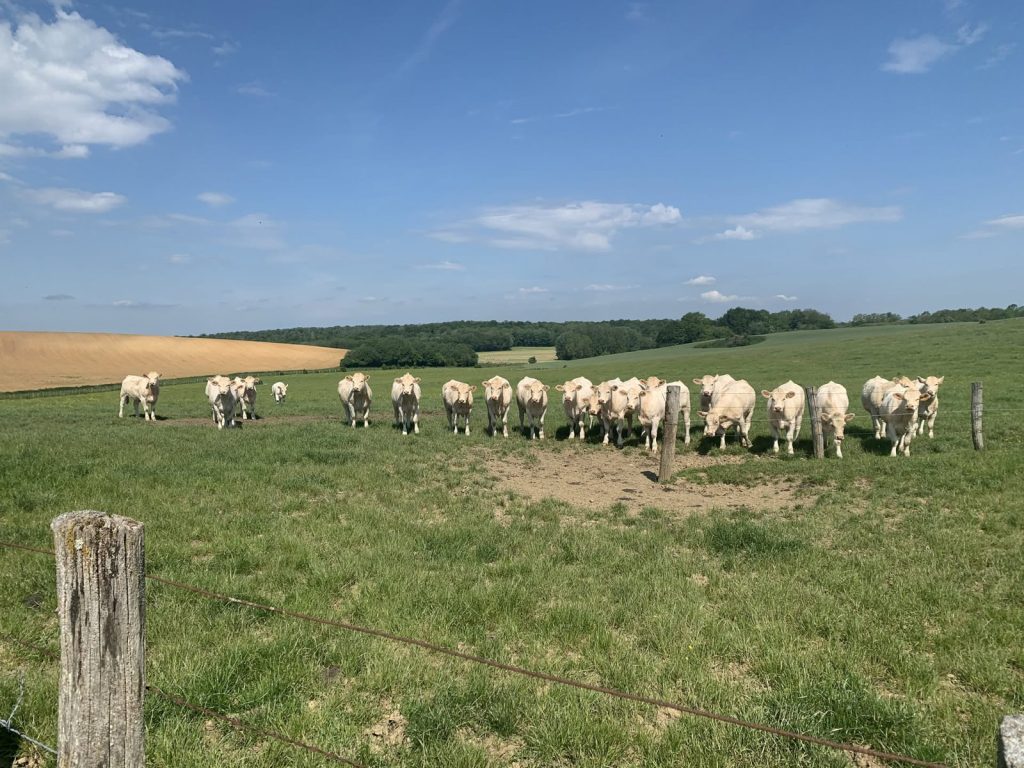 Herde weißer Rinder auf einer Weide bei Châtenois