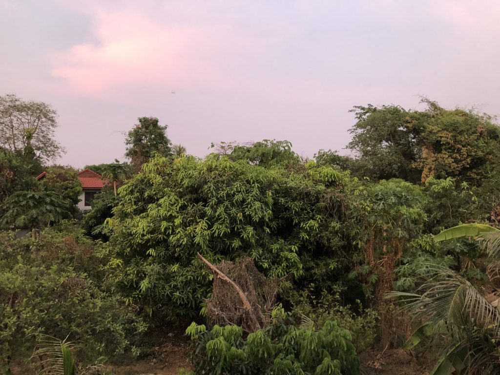 Grüne Landschaft in der Abenddämmerung