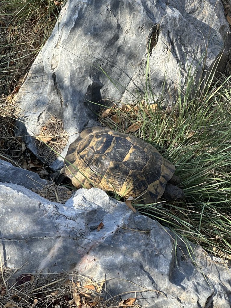 Landschildkröte auf Felsen im Gras bei Alanya